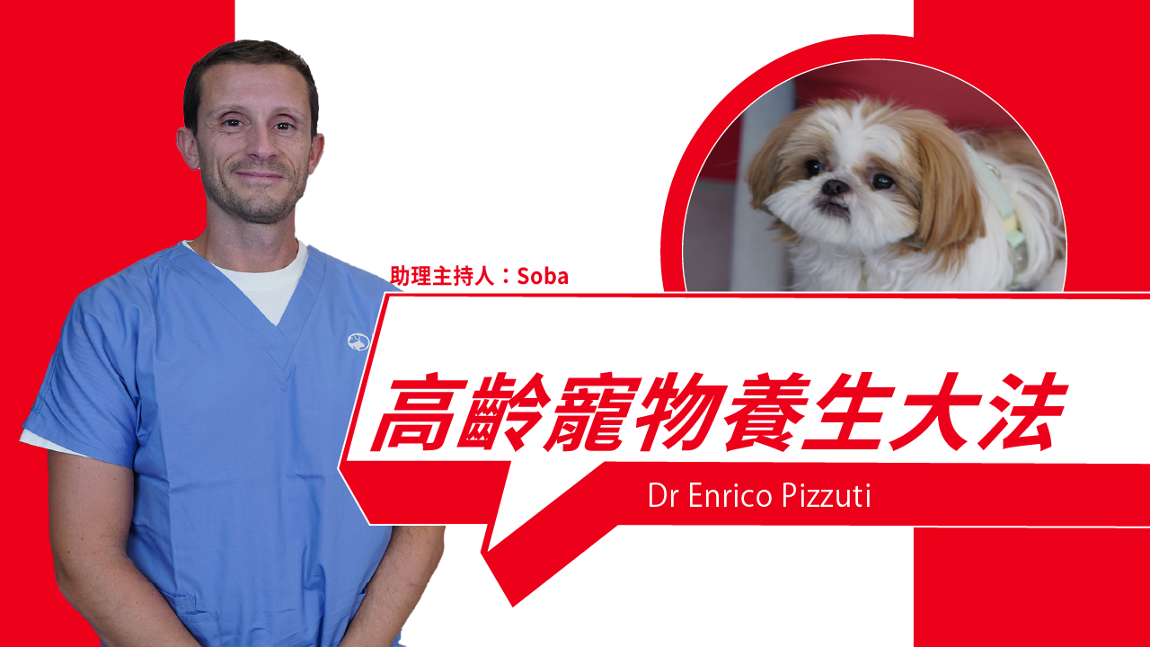  Golden Paws Wellness - Helping Senior Pets Live Their Best Life